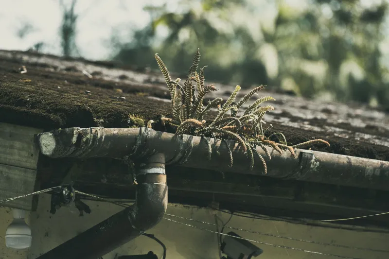 Tennis Balls, Bird Nests and a Whole Lot of Moss: What We've Pulled Out of British Gutters